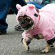 Illustration for article titled Highlights From "Puglandia," Oregon's Annual Pug Crawl